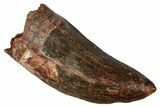 Serrated, Carcharodontosaurus Tooth - Real Dinosaur Tooth #341259-1
